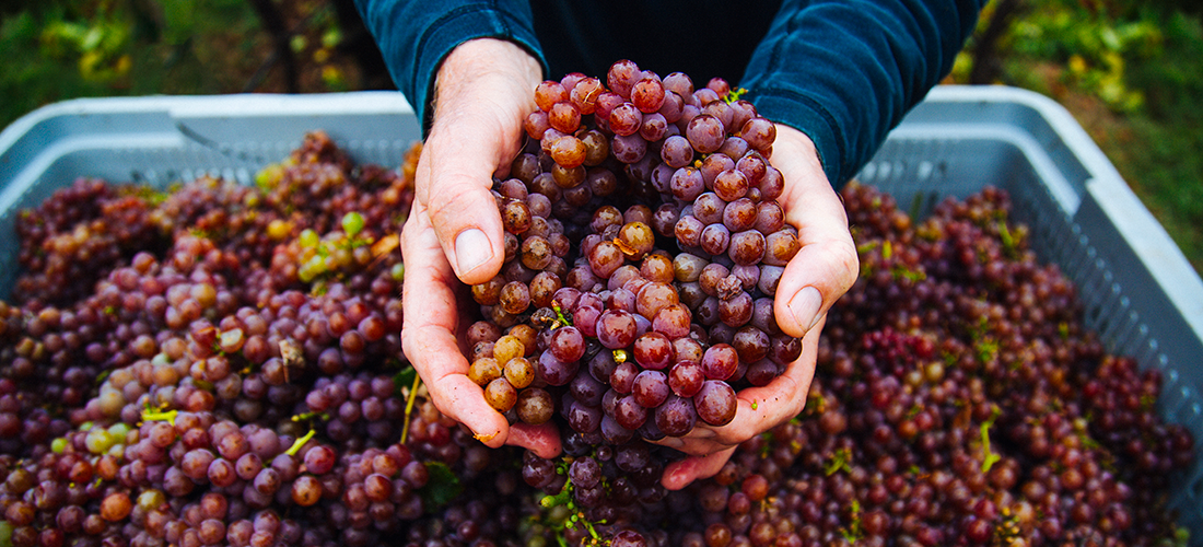 Hand holding grapes